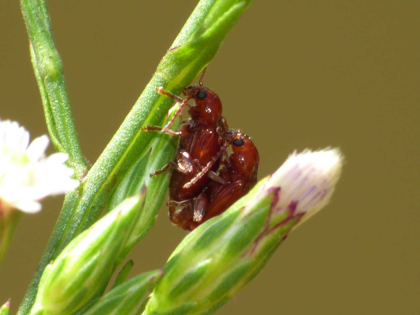Asiorestia (transversa o ferruginea) in accoppiamento